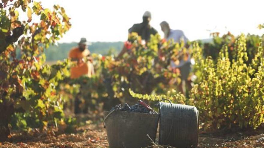 La cifra establecida demuestra el reconocimiento de la calidad de los vinos Utiel-Requena.