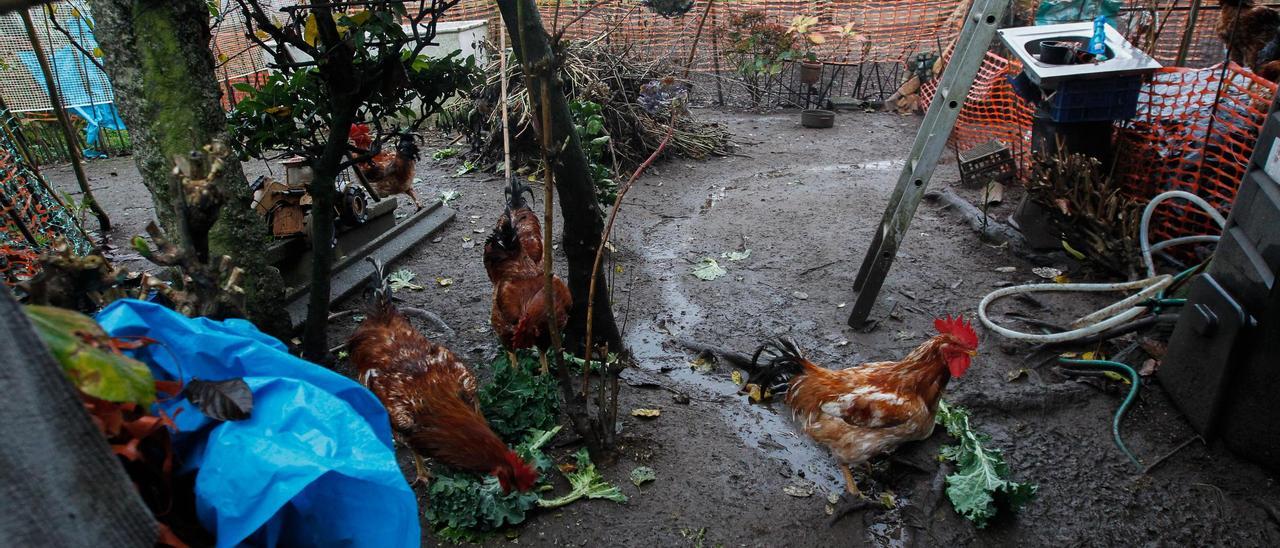 Un corral doméstico en O Salnés