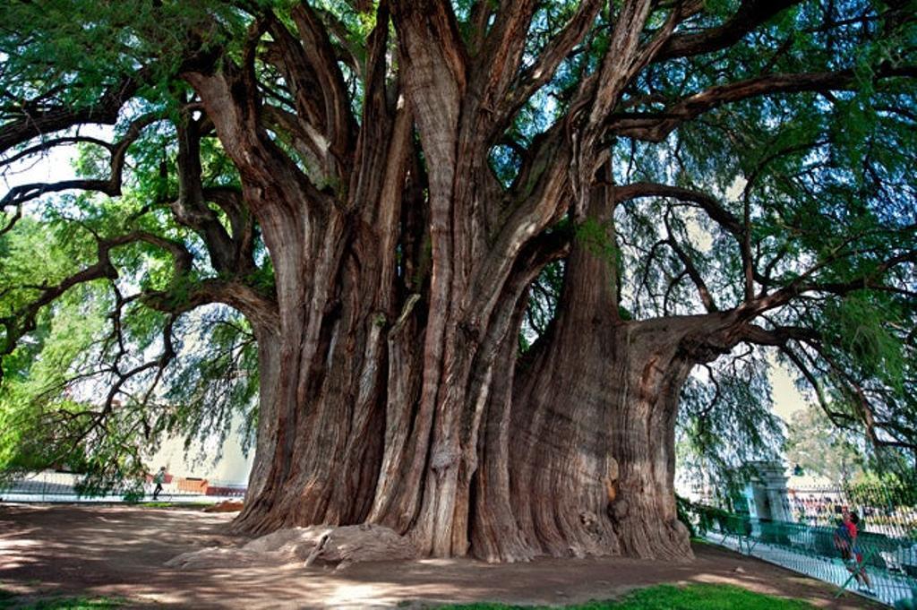 Sabina de más de dos mil años en Santa María del Tule