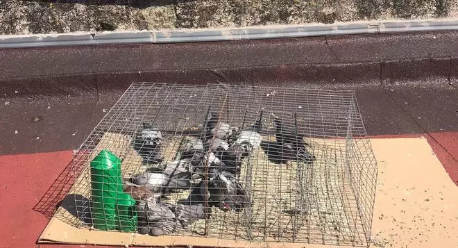Aparecen palomas muertas en las jaulas de captura del ayuntamiento