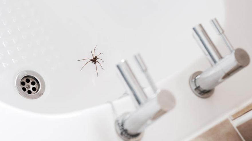 Razones por las que debes dejar a las arañas en casa.