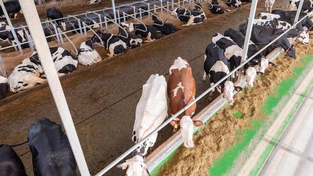 Ganadería Pazos, pionera en Galicia desde Dumbría: «La montamos por necesidad» Entre Dumbría y Mazaricos, al pie del embalse de A Fervenza, Ganadería Pazos tiene planta de biogás desde 2018. Ejemplo en toda España de robotización y tecnología y con 1.020 cabezas de ganado, los hermanos Fernando y Jesús Fernández apostaron por el biogás «por necesidad», ya que la línea eléctrica les quedaba muy lejos. «En su día fue una inversión grande, pero estamos satisfechos», admite, ya que además de electricidad usan el calor «para secar el material de las camas» de las vacas. En todo caso, no augura un boom del biogás en el campo: «Siempre se habla de muchos proyectos, pero a la hora de la verdad no es tan fácil materializarlos».