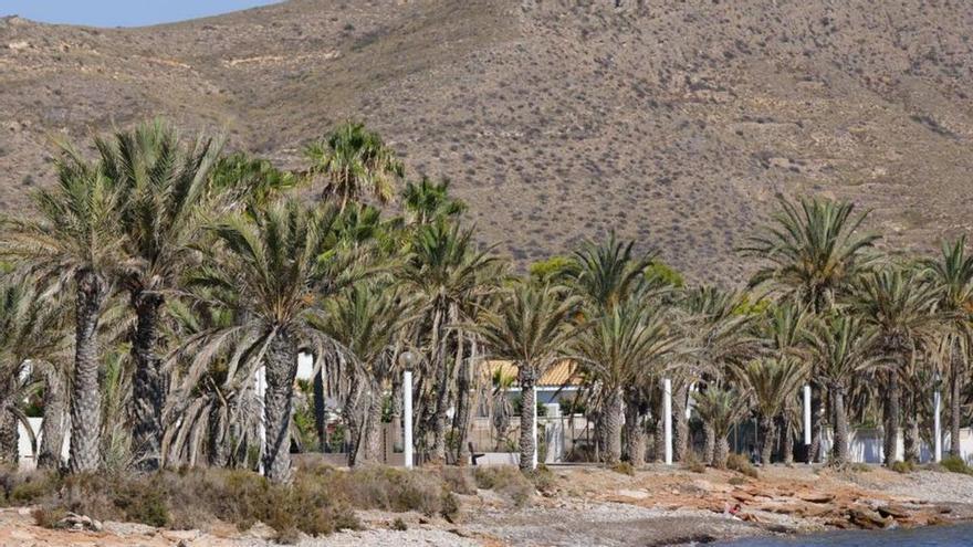 El palmeral de San Ginés en una foto de archivo de este verano. | IVÁN URQUIZAR