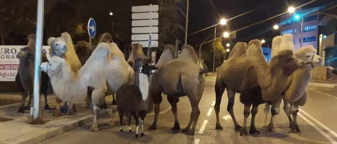 Animales escapados de un zoo en la calle de una gran ciudad