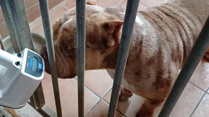 Investigado por el Seprona por maltrato animal e intrusismo profesional