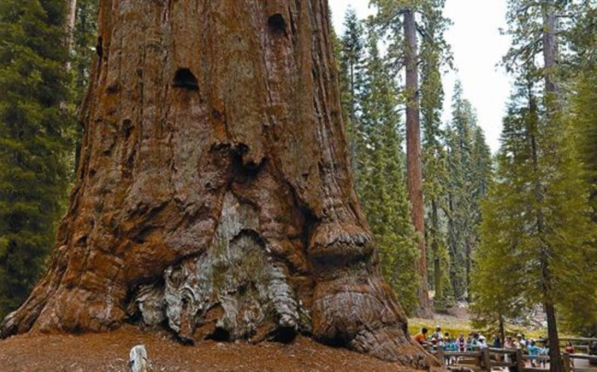 La base de la sequoia gegant més voluminosa del món, al costat d’un grup de turistes al parc nacional Sequoia. La base de la sequoia gegant més voluminosa del món, al costat d’un grup de turistes al parc nacional Sequoia.