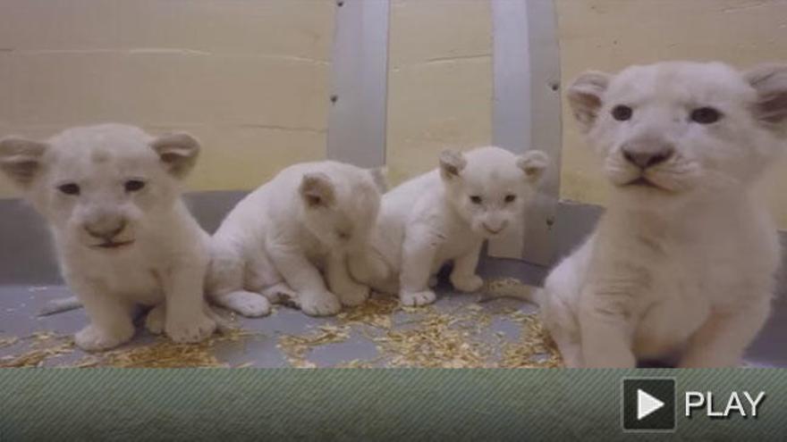 El zoo de Toronto presenta a cuatro cachorros de león blanco