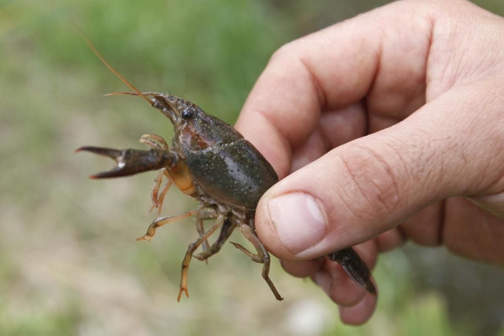 Campanya de control del cranc roig a les hortes de Santa Eugènia