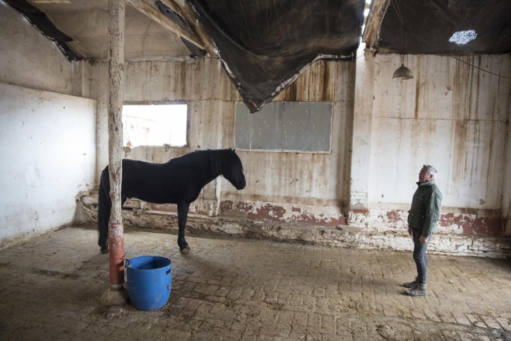 Cavalls i gossos a la torre Lluvià