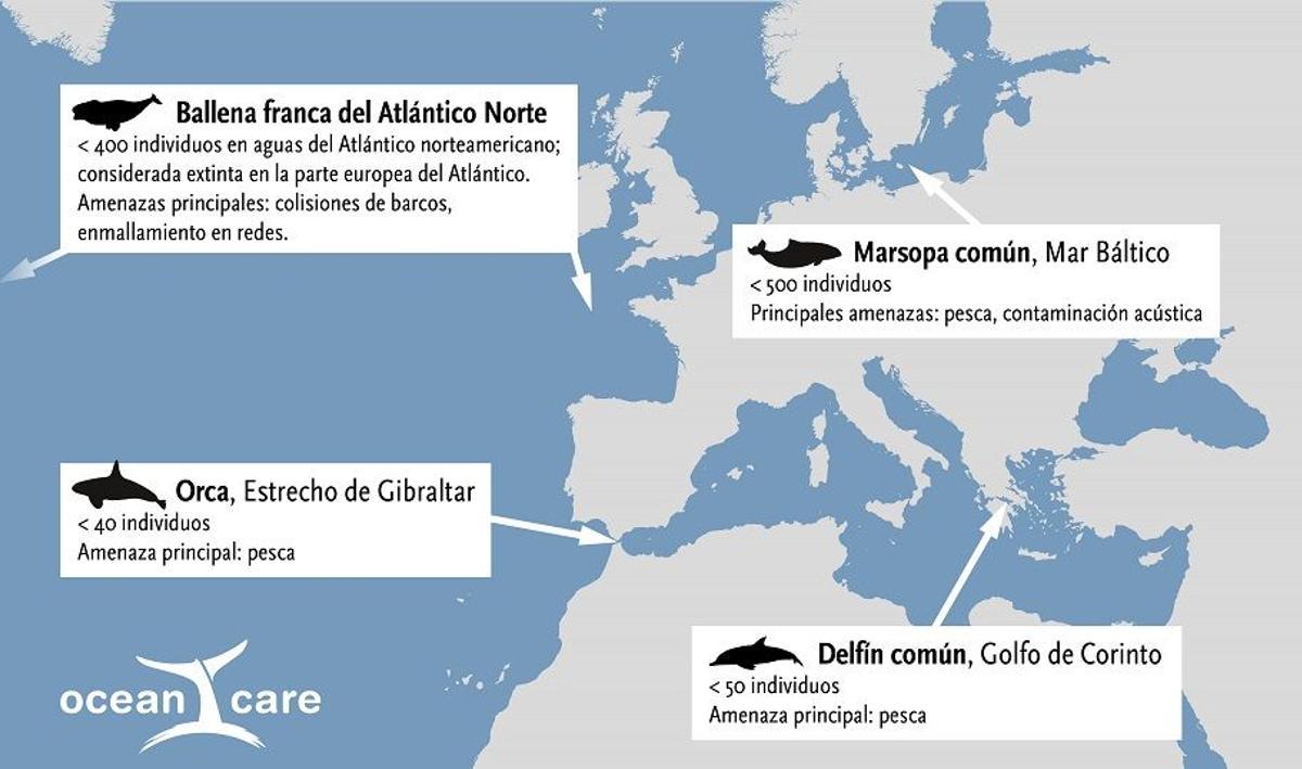 Las orcas de Gibraltar se extinguen: quedan menos de 40 ejemplares