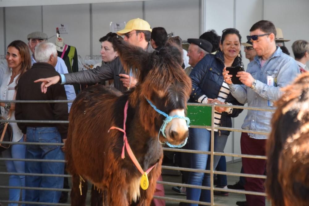 Feria del Burro y romería en San Vitero de Aliste