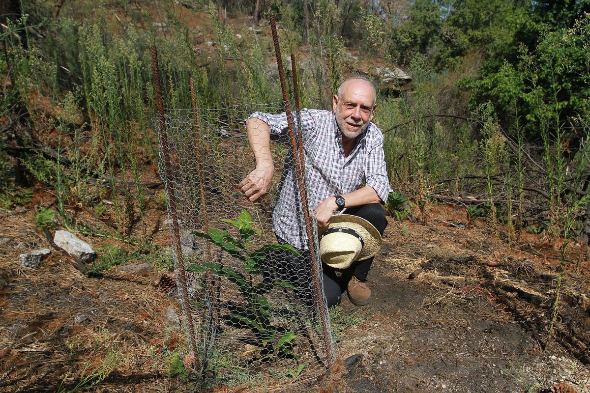 Pablo Oitavén muestra uno de los árboles que los centros escolares plantaron tras el incendio.