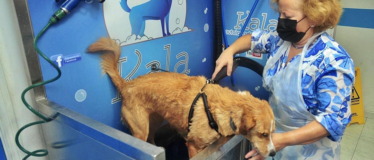 Clementina Iglesias dando unbaño a Kala.