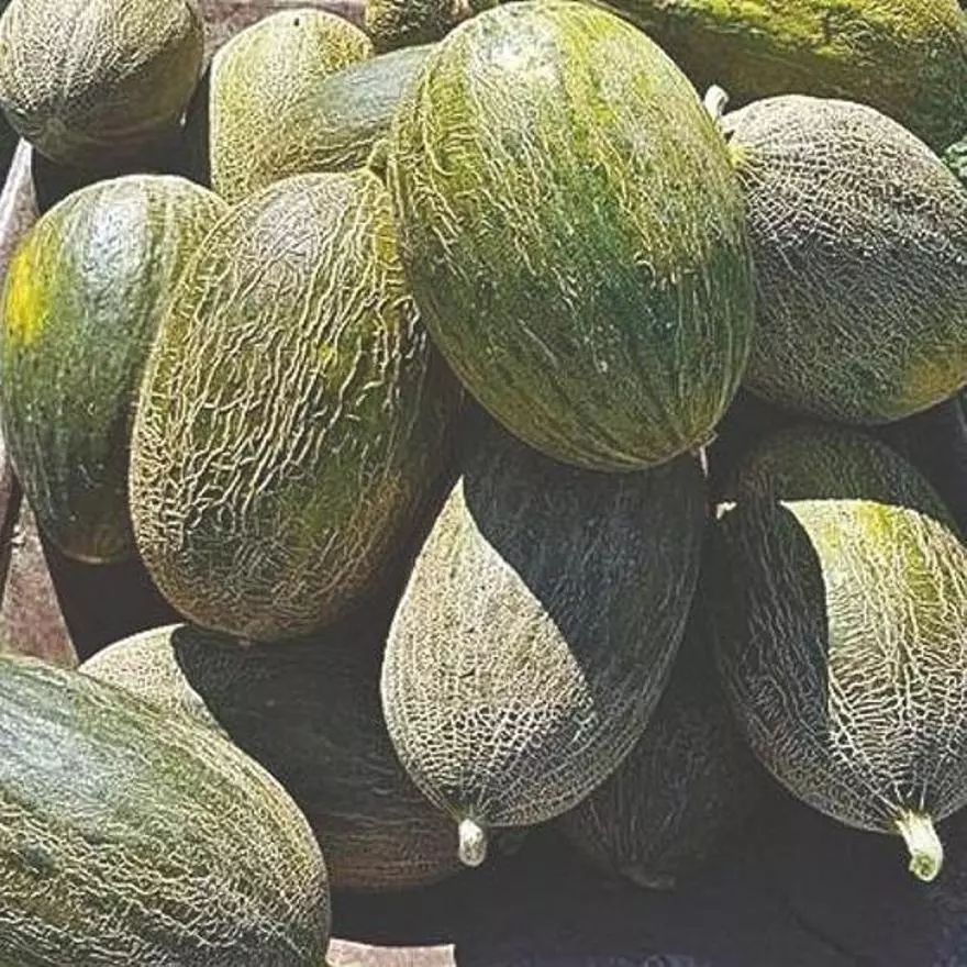 Melón piel de sapo
