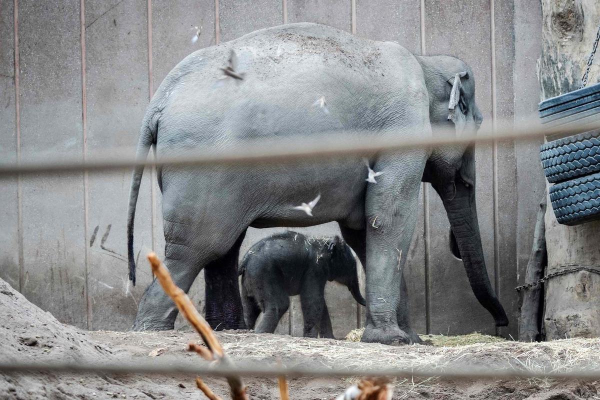 Una cría de elefante recién nacida pasea el zoo de Copenhague