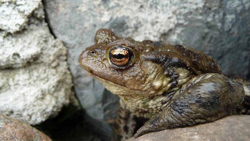 Veneno del sapo bufo: así es el peligroso alucinógeno que ha matado a un hombre en Ibiza