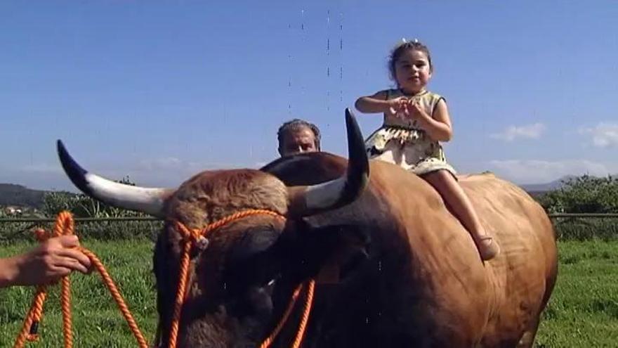 La amistad entre una niña y un toro de mil kilos