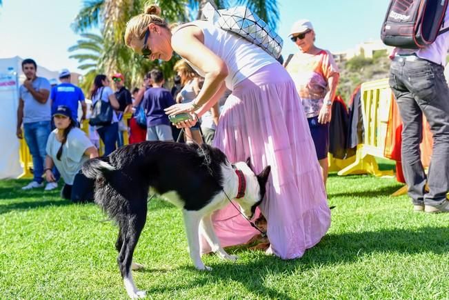 10/12/2016 MASPALOMAS. Feria de Mascotas Maspalomas 2016.Foto: SABRINA CEBALLOS