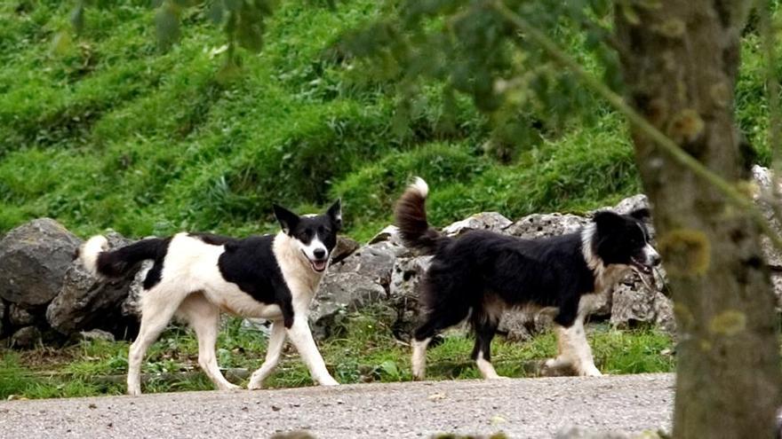 Perros en un camino vecinal.