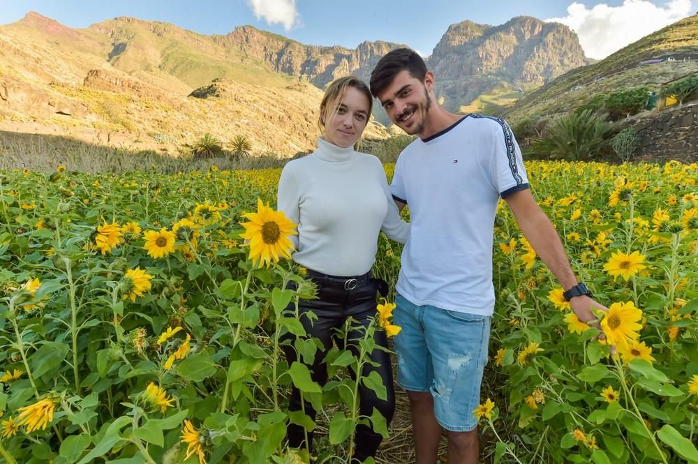 Girasoles en Guayedra (Agaete)