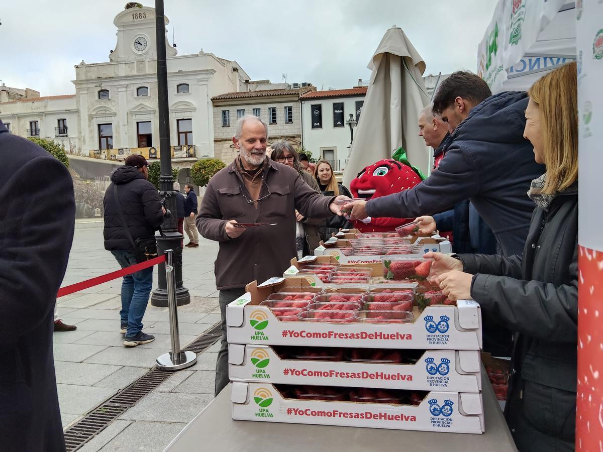 Galería | Reparto de fresas en la Plaza de España de Mérida, un acto de UPA-UCE