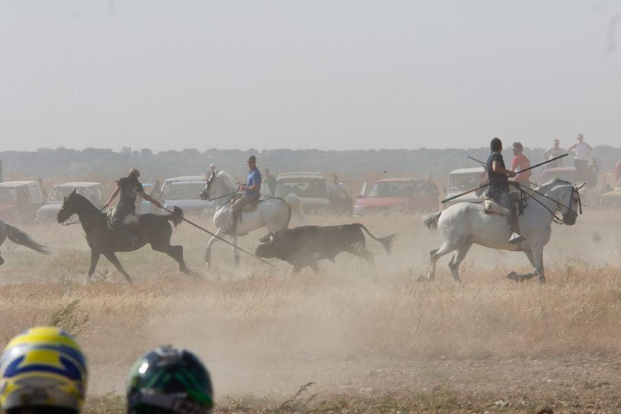 Fiestas en Zamora: Encierro en Villalpando