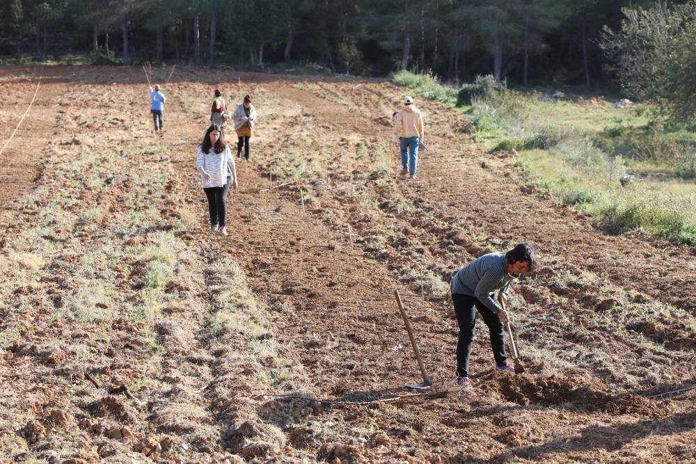 Cas Secorrat emprende un programa piloto para obtener rentabilidad de la almendra con la plantación de 550 árboles