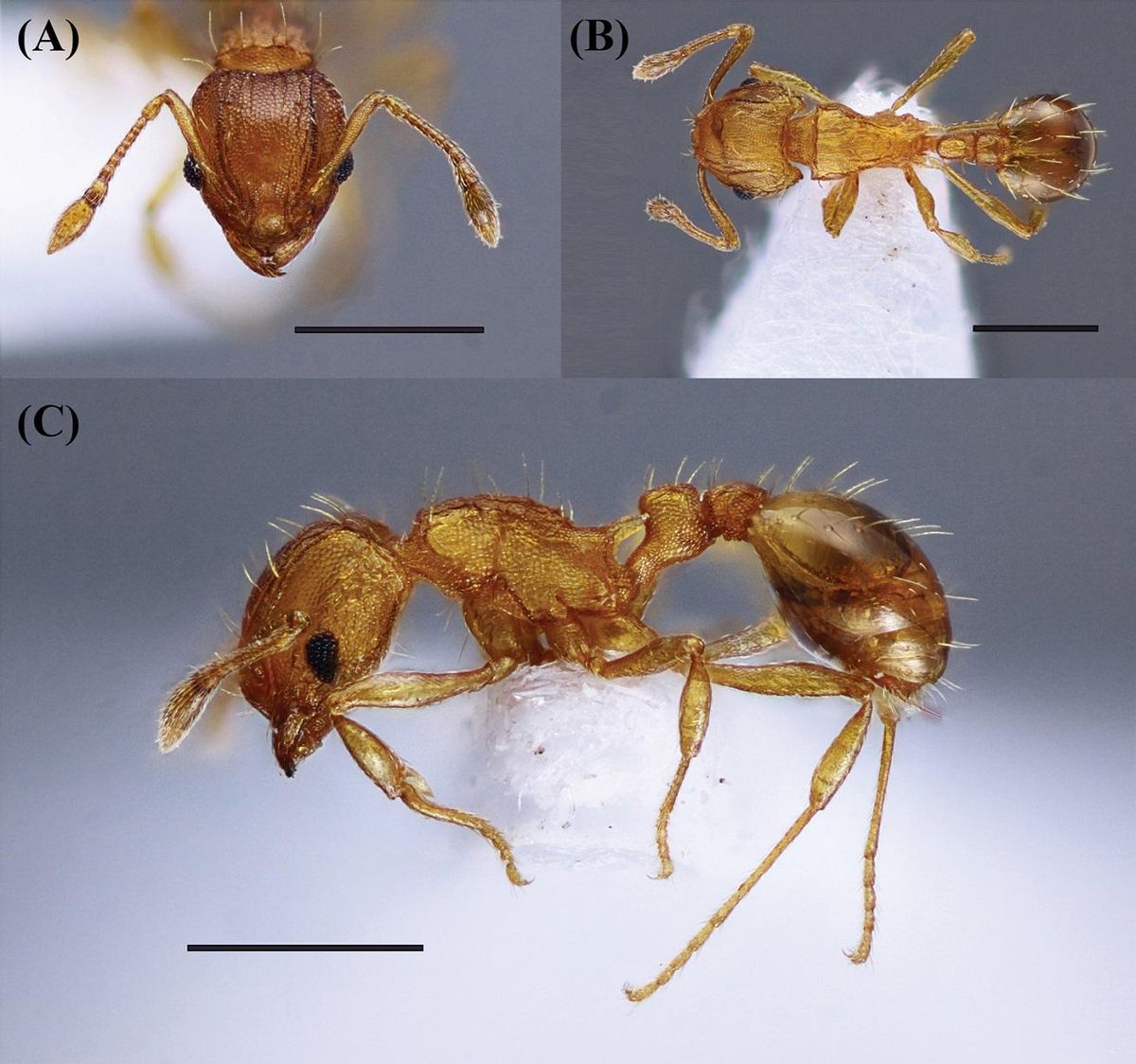 Detalles anatómicos de la especie