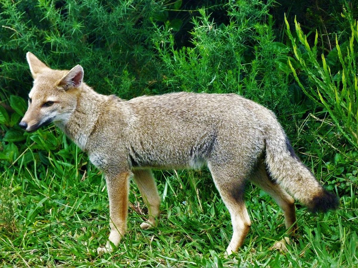 Imagen de un zorro de las pampas