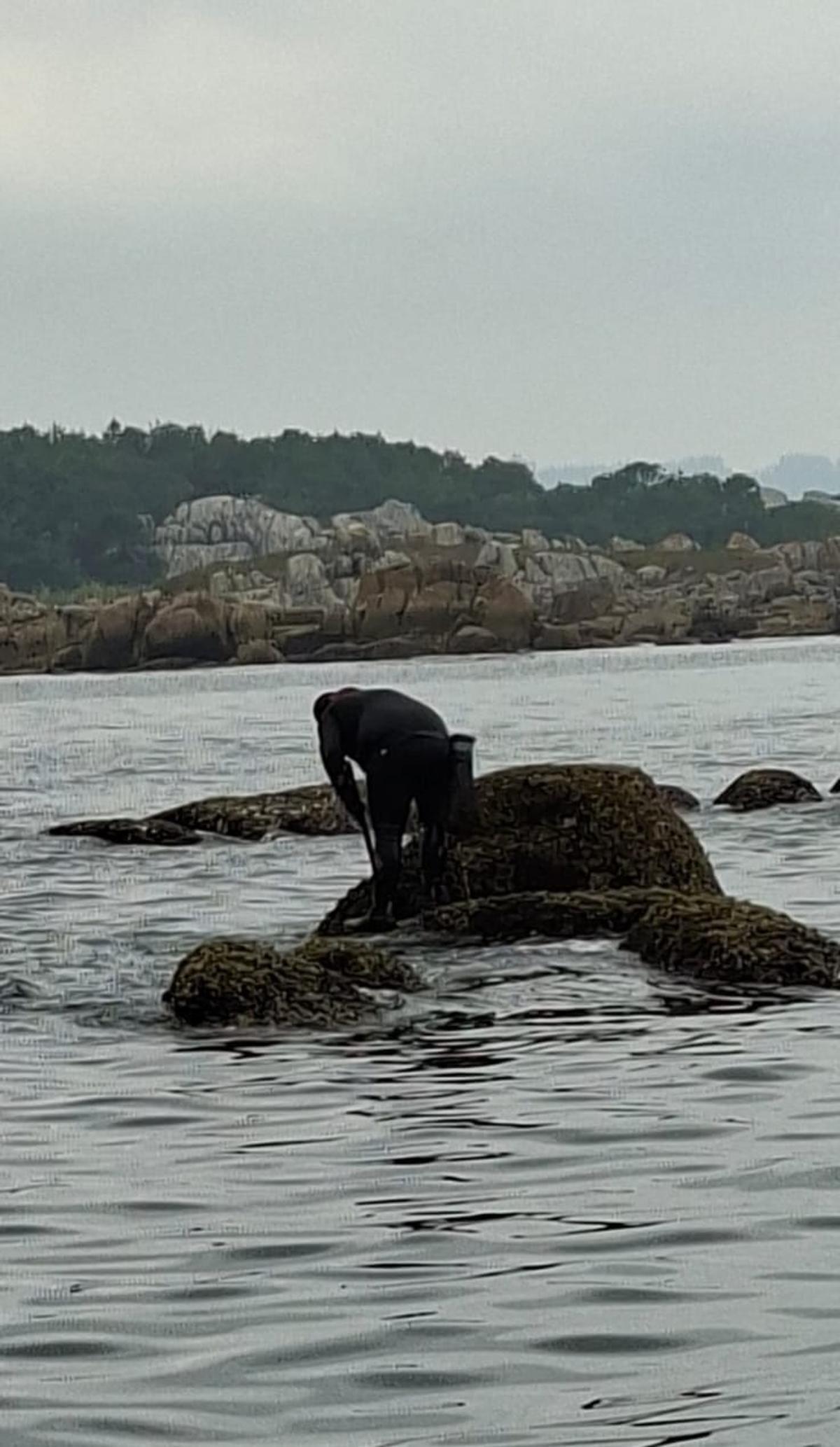 Un percebeiro de O Grove en plena faena.