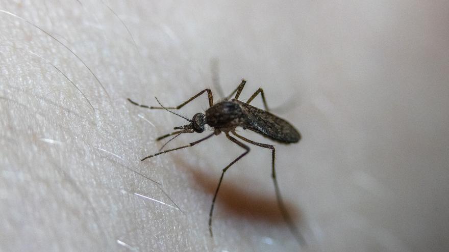 Trucos y remedios caseros para fulminar a los mosquitos en casa