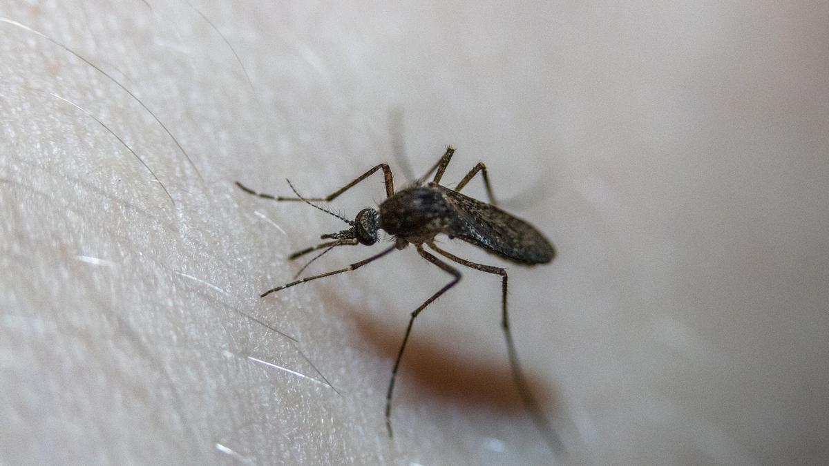 Trucos contra los mosquitos: Repelentes caseros para acabar con las plagas de mosquitos