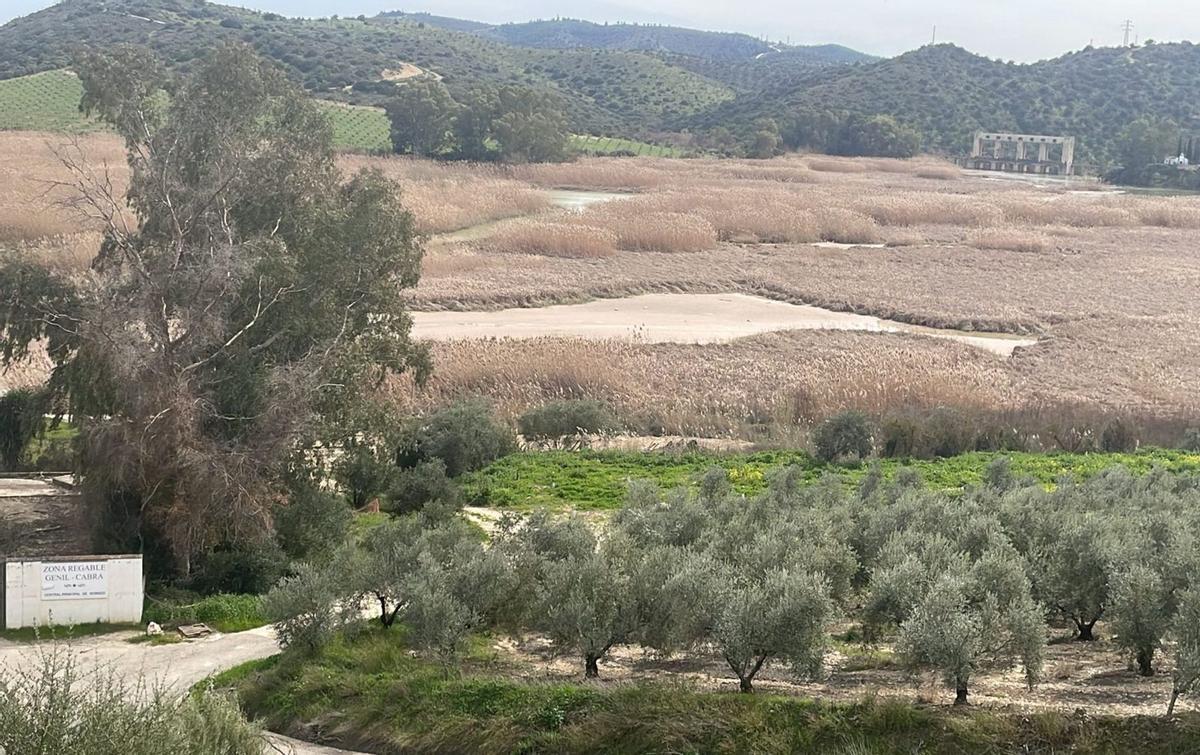 Aspecto actual del embalse de Cordobilla, completamente colmatado por la acumulación de sedimentos.  | VIRGINIA REQUENA