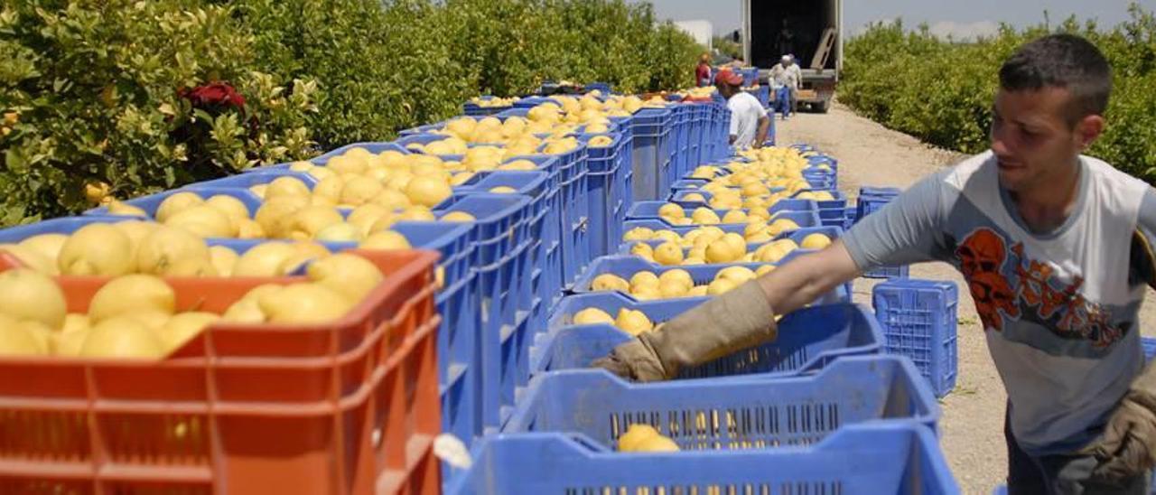 El limón aumenta un 160% su precio y se cotiza a 0,65 céntimos