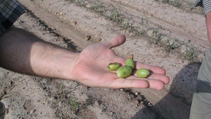 Los seguros agrarios contarán con 10 puntos más de subvención desde septiembre