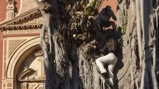 Enrique Figueroa, referente de la Ecología en España, sobre el ficus de San Jacinto: "Es un error afirmar que está muerto"