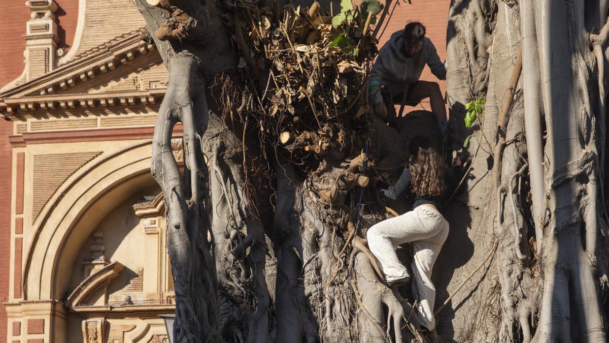 El ficus de San Jacinto durante una manifestación en protesta de su conservación.