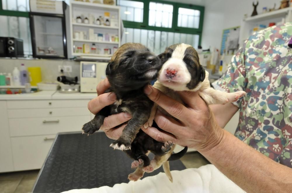 Los dos cachorros supervivientes de Lena