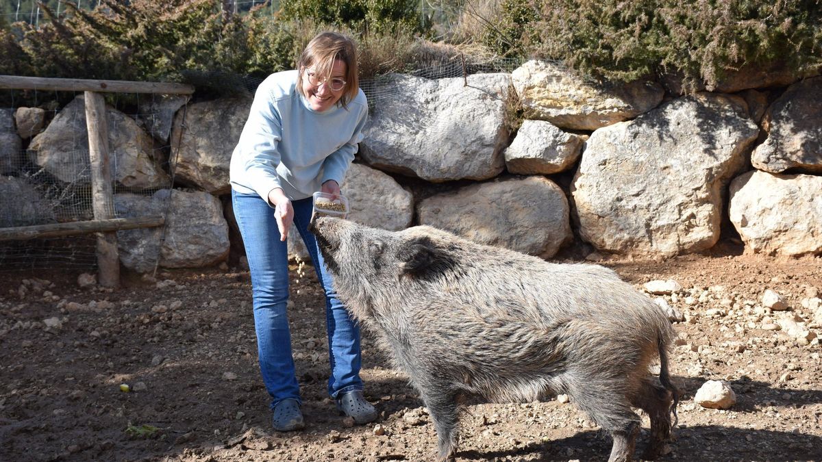 La directora del Zoo del Pirineu, Stania Kuspertova, amb un dels senglars del refugi