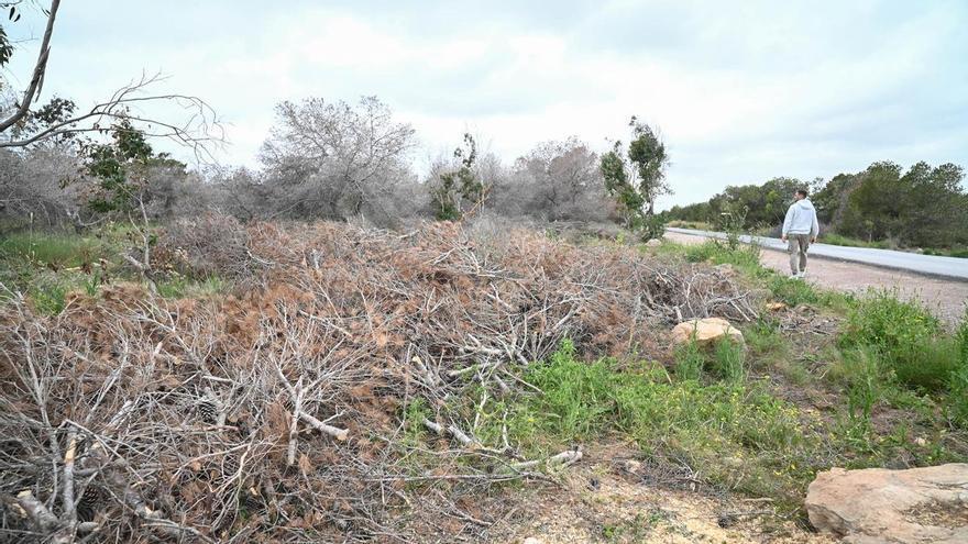 La Diputació d’Alacant invertix 800.000 euros en la millora de les masses forestals