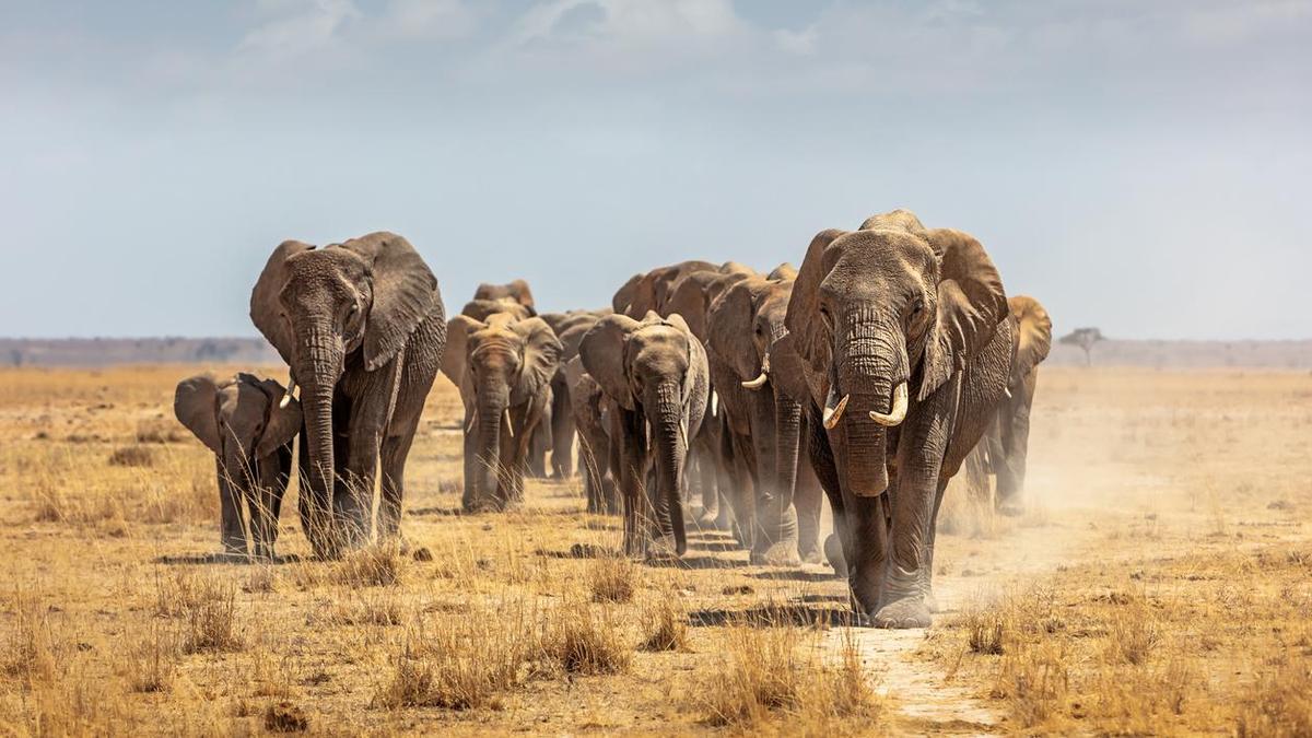 El primer gran santuario para elefantes de Europa recibirá a su primer huésped en 2026