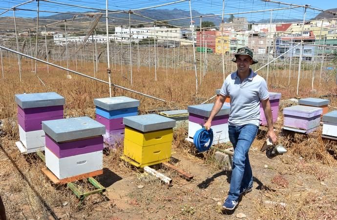 07/06/2018 EL CARACOL, TELDE. Colmenas de abejas ...