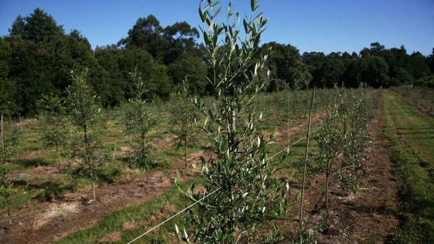 Plantación de olivos en el marco del Cernes en la parroquia de Moreira. // Bernabé/Luismy