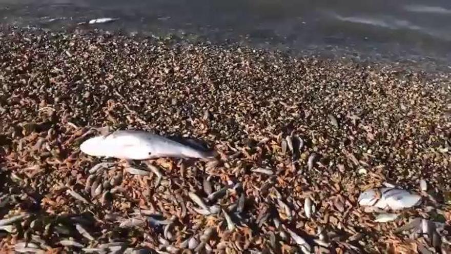 La fauna marina muerta sigue amontonándose a centenares a orillas del Mar Menor