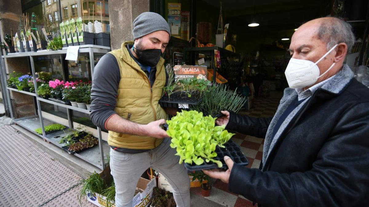 Un ejemplar de lechuga en Comercial La Granja.   | //G. S. 