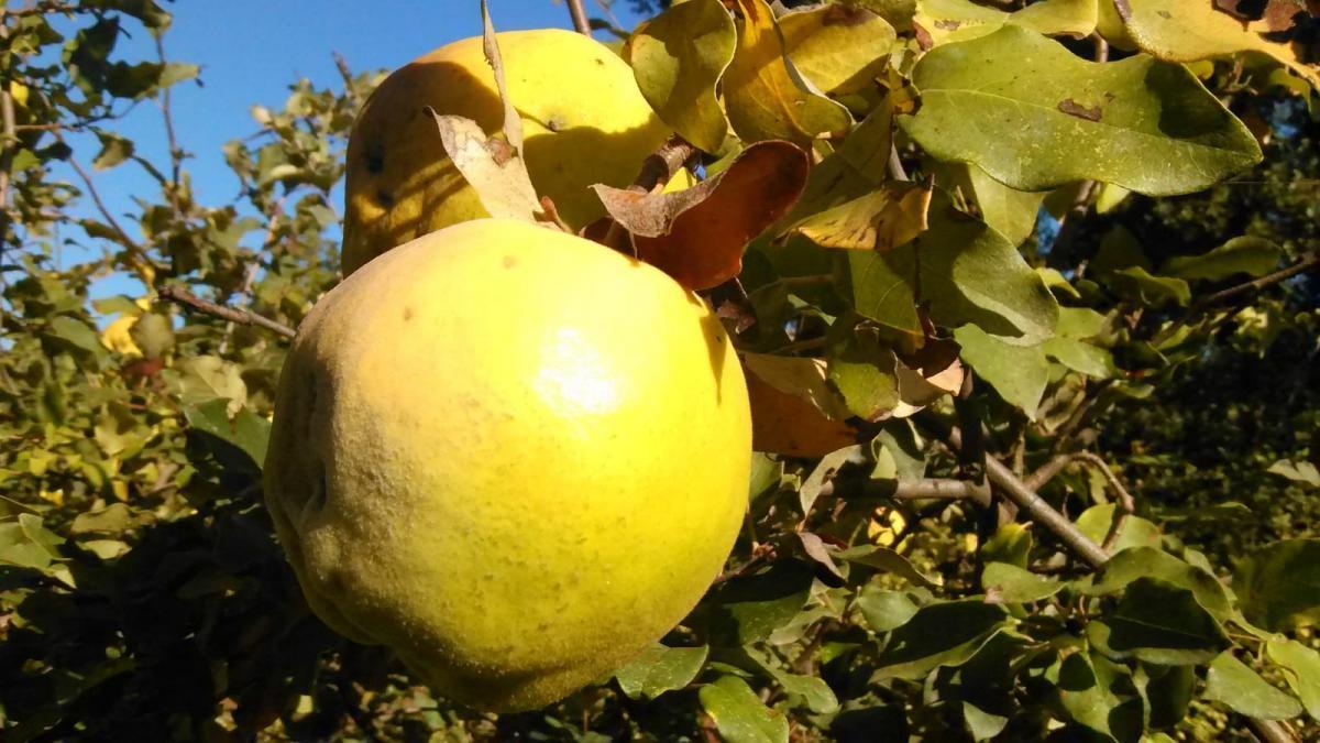 Carcabuey organiza un festival gastronómico y cultural en torno al membrillo