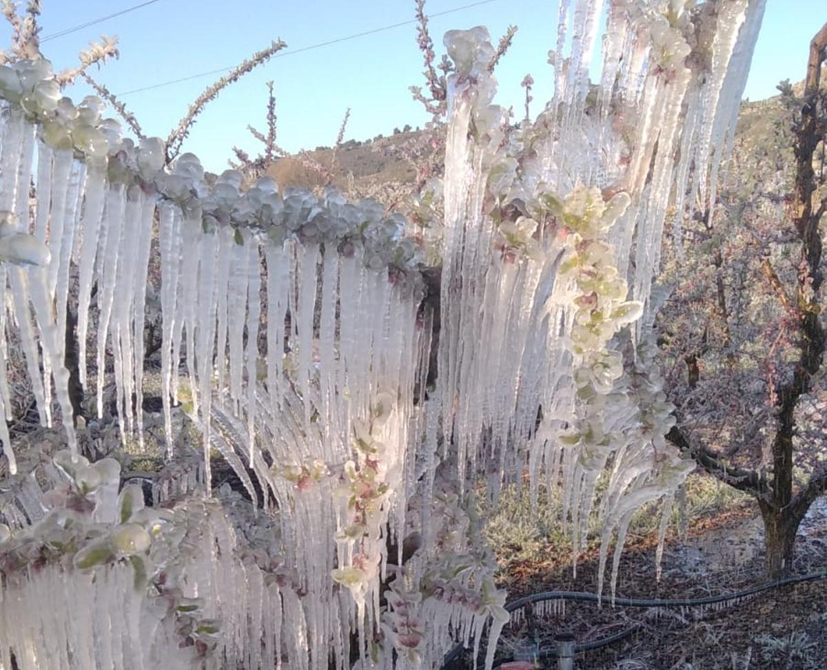Un frutal de la comarca del Bajo Cinca con carámbanos de hielo en abril del 2022