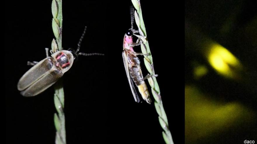 La cuca de llum exòtica fotografiada a Fortià.