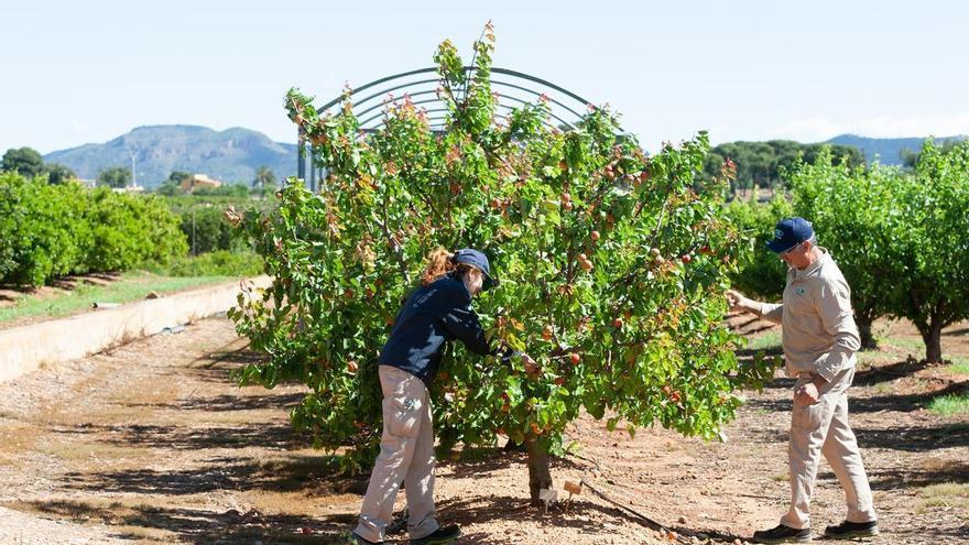La fruta de hueso, aliada saludable del verano por su riqueza nutricional