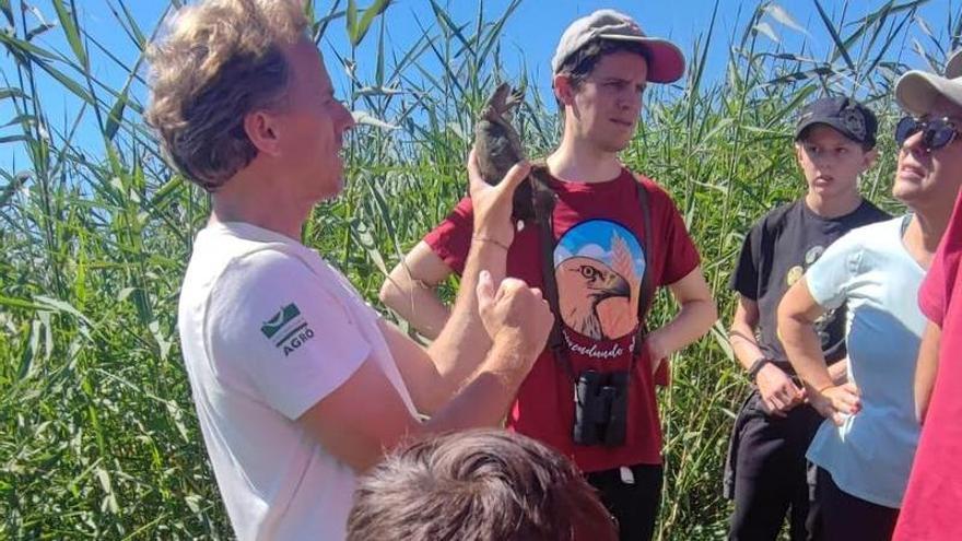 Un censo ecologista confirma la existencia de un núcleo estable de tortuga amenazada en El Hondo de Elche y Crevillent